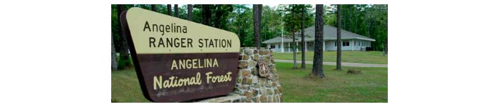 angelina national forest